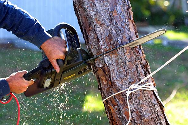 Reliable Pine City, MN Tree Care Solutions