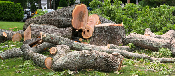 Best Utility Line Clearance  in Pine City, MN