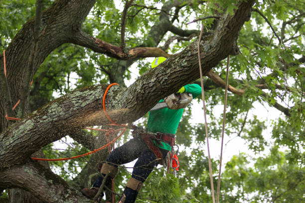 Best Palm Tree Trimming  in Pine City, MN